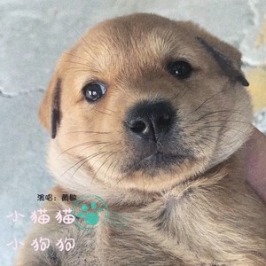 小猫猫小狗狗 (Demo)