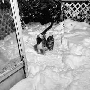 venom in blud. (feat. Prospectfully & zemain) (Explicit)