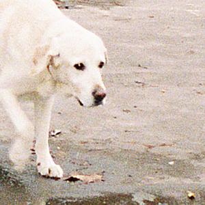 Dogs (T. Harding's dusty club edit) (Explicit)