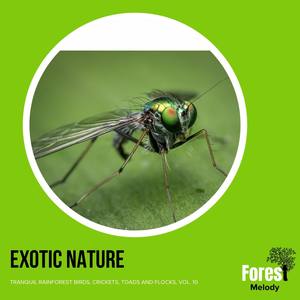 Exotic Nature - Tranquil Rainforest Birds, Crickets, Toads and Flocks, Vol. 10