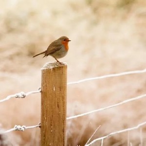キャンディ舞踏会（糖果舞会）