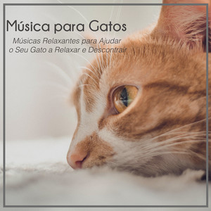 Música para Gatos: Músicas Relaxantes para Ajudar o Seu Gato a Relaxar e Descontrair