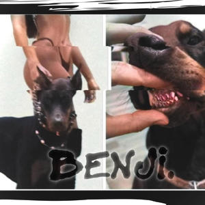 Benji (Explicit)