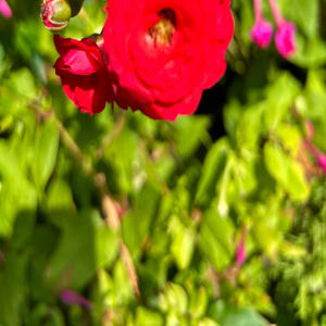 My plug (feat. Bryan Hamilton & Rocky badd) (Explicit)