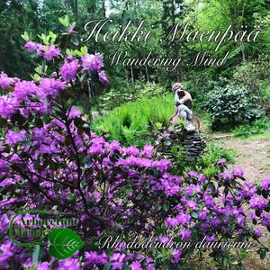 Wandering Mind -Rhododendron dauricum