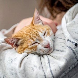 Música Para Gatos Para Descansar