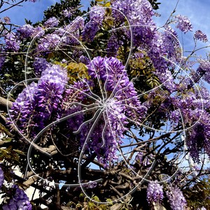 Wisteria