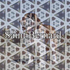 Saint Bernard (Explicit)