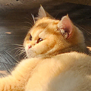 愛が止まらない～Turn It Into Love～