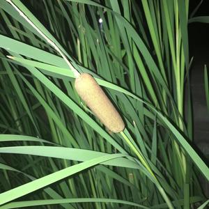 Boom Boom (Explicit)