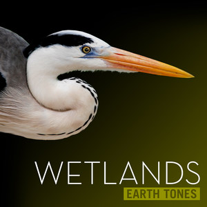 Earth Tones: Wetlands