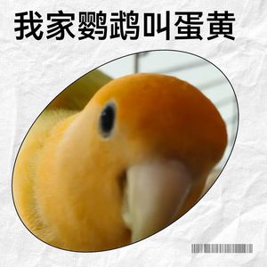 我家鹦鹉叫蛋黄