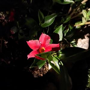 'Nice To Meet You (Radio Mix)