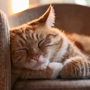 The Calm Of Watching The World