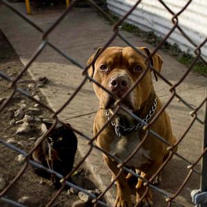 Die Again (Remix|Explicit)