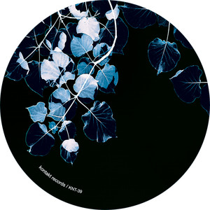 Precious Times Morella Roots