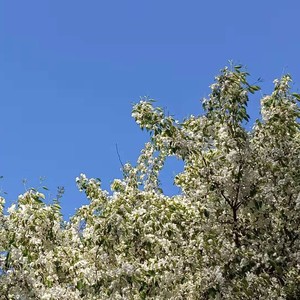 落了白-许恩泽