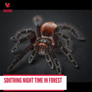 Soothing Night Time in Forest