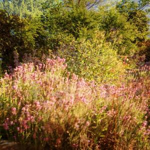 Lavanda(feat. Kord) (Explicit)