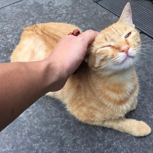 SAKURA (Single Version)