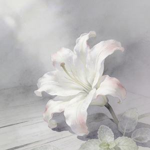 野百合也有春天 (万人现场版)