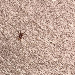 mister clean (Explicit)