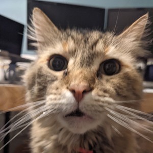 lifeless (feat. spingy) (Explicit)