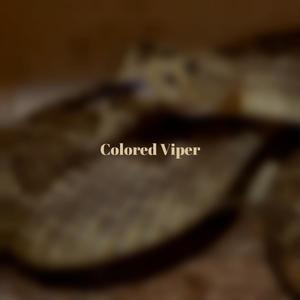 Colored Viper