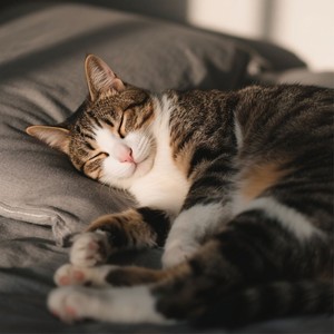 Soft Night Harmonies