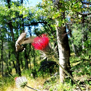 The Waffle Cone Stand