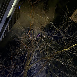 Wonda (feat. Buddhaq) (Explicit)