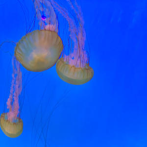 ¥odä (feat. zae & MIA Beaz) (Explicit)