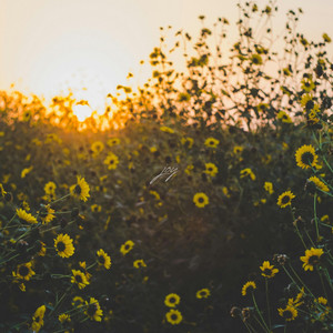 Simply Worship - joy