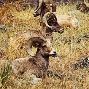 Lifestyle (Explicit)