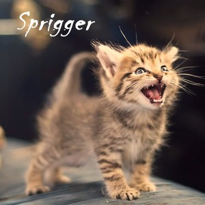 Sprigger