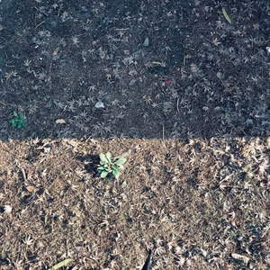 春が来る、もうとっても近くなった