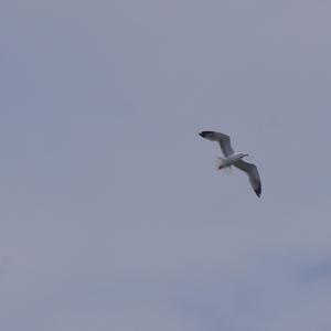 Keep Me Free