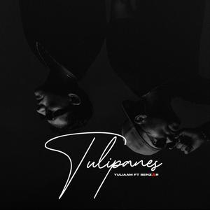 Tulipanes