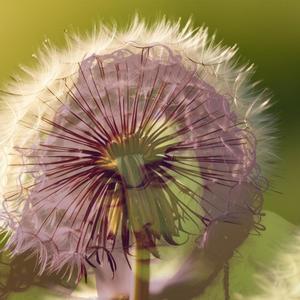 Dandelion Head (feat. Mahina Rising)