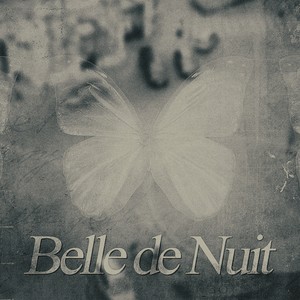 Belle de nuit