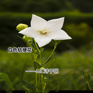 白色桔梗花 (伴奏)