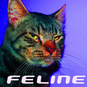 FELINE! (Explicit)