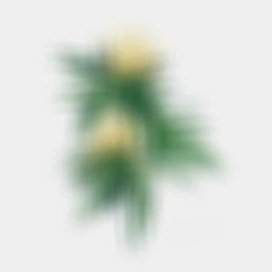 Flowers (Explicit)