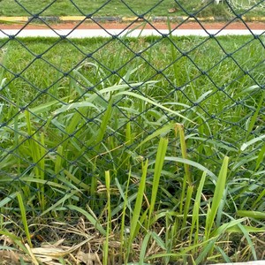 Elektro Music (Remix)