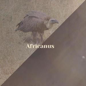 Africanus