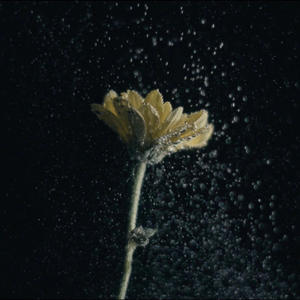 WILDFLOWER