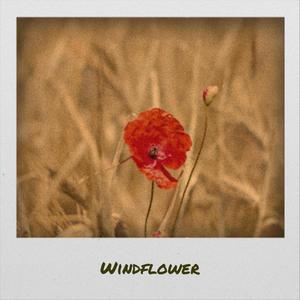 Windflower