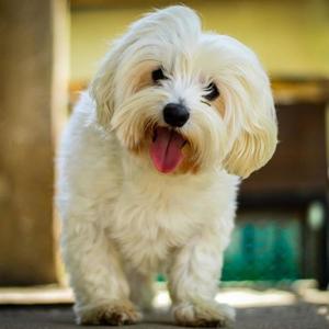 Köpeklerim (Explicit)