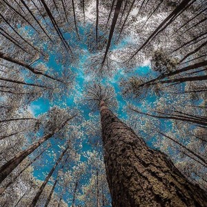 Wishanigga Woods(feat. Rozered) (Explicit)