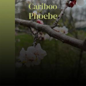 Cariboo Phoebe